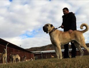 Turkish breeds are the world’s best herd-protecting dogs: Breeder