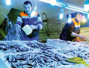 Price of anchovy plunges as fish returns to Black Sea in flocks