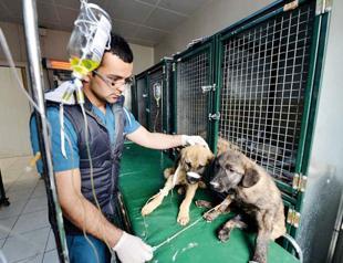 More than 10,000 stray animals rehabilitated in Ankara