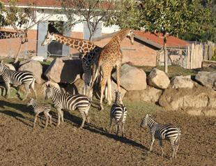 Number of animals on rise in Kartepe park