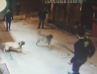 Outrage over attack on Syrian refugee child’s dogs in Istanbul