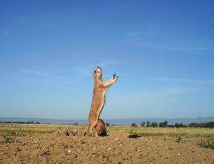 Hidden cameras help scientists study elusive wildlife