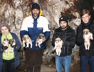 Centuries-old plane tree in Yalova home to puppies