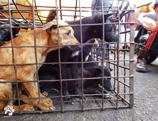 Groups call for shutdown of brutal Indonesia animal markets
