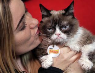 I haz wins: Grumpy Cat in $710,000 court payout