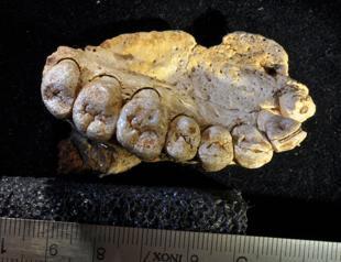 Oldest human fossil outside Africa is dug up in Israel