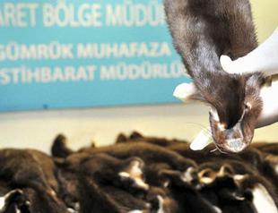 Turkish police seize 200 badger furs in Istanbul’s Atatürk Airport