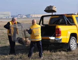 Team established to capture dogs wandering around Istanbul airport