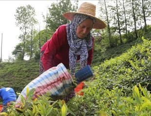 Turkey exports tea to 110 countries