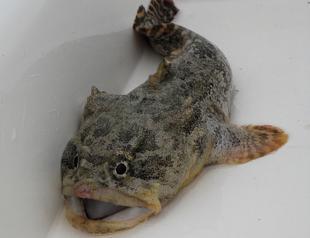 Infestation of poisonous toadfish concerns locals in Turkish resort town Bodrum