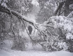Heavy snow knocks downs thousands of trees in Moscow; one dead