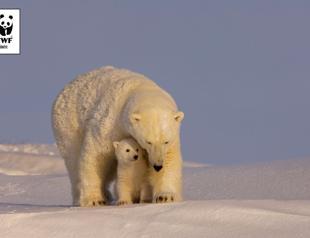 WWF Turkey kicks off adoption campaign