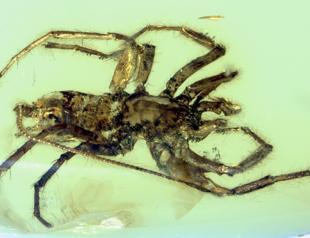 Ancient spider had a whip-like tail