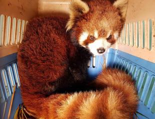Red pandas rescued in Laos stir fears over exotic pet trade