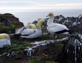 World’s loneliest bird’ Nigel dies in New Zealand