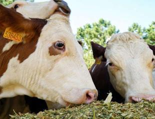 Turkey’s animal production surges 8.6 percent in 2017