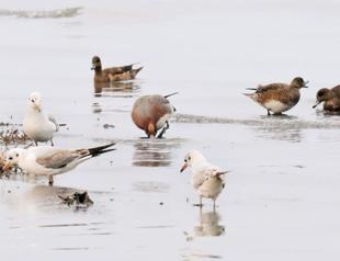 Bird census finds pintails, mallards high in number
