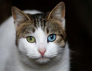 Istanbuls back alleys and high streets teem with cats