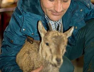 Lost ibex cub in Turkey’s Niğde takes shelter with locals kilometers away