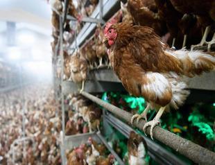 Iran slaughters 25 million chickens amid bird flu fears
