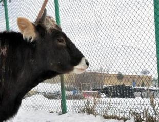 Unclaimed cow’s legal status in limbo after road accident in Turkey’s Erzurum
