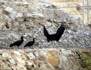 ‘Bald ibis’ released for reproduction period in Turkey’s southeast