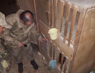 Two suspects detained over dog fights in Turkey’s southeast