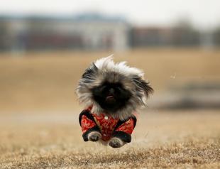 As Chinas Year of the Dog begins, Pekingese breed is scarce