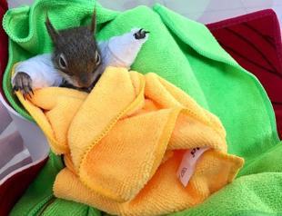 Injured squirrel saved by efforts of 19-year-old in Turkey’s Batman