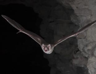 I want to drink your blood: Vampire bats genetic secrets revealed