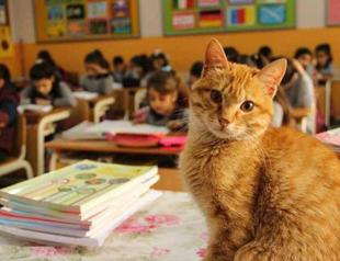 Classmate ‘Tombi the cat’ seeks new home after parent’s complaint