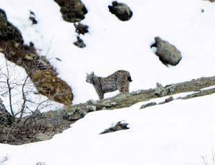 Endangered lynxes monitored in Tunceli