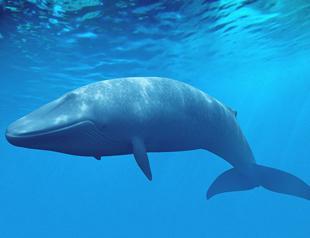 Families warn against ‘Blue Whale’ online game after teen’s suicide in Turkey