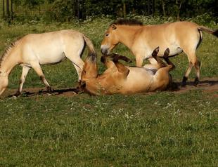 Worlds last remaining wild horses arent really wild after all