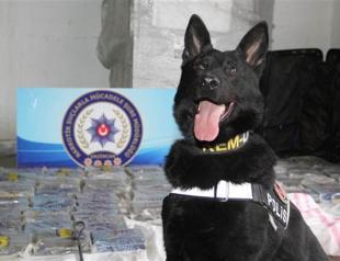 Heroic narcotic dog detects 98 kilograms of heroin in Turkey’s Erzincan