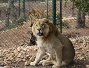 Two lions saved from Mideast wars head to South Africa refuge