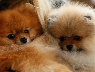 Turkey obligates pet-owners to microchip their cats, dogs, weasels