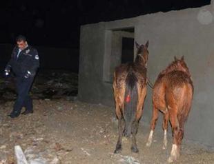Police save two horses from illegal butchering in Turkey’s south