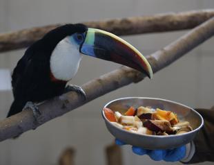 Illegally smuggled toucan bird adjusts to new home in Kayseri zoo