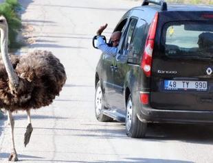 Nonchalant ostriches surprise visitors in Aegean resort town of Bodrum