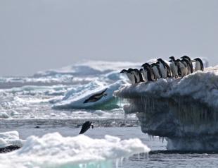 1.5 million penguins discovered on remote Antarctic islands