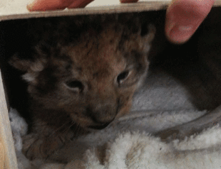 Lion cub, hundreds of parrots seized in truck on Turkey’s Greek border