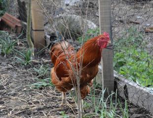 Rooster giving birth puzzles villagers in Black Sea province of Sinop