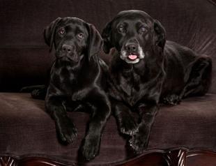 Pet cloning is not just for celebrities anymore