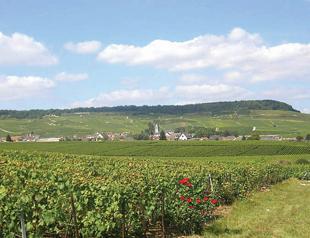 Record year for French champagne fails to cheer grape growers