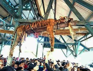 Endangered Sumatran tiger disemboweled, hung up in Indonesia