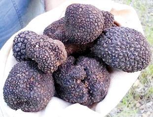 Italian citizen fined by Turkey for smuggling truffle