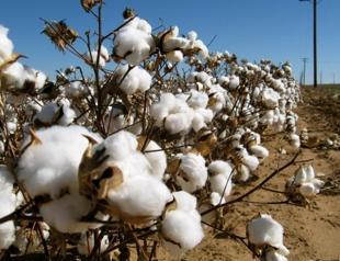 Turkey considering hiking tariffs on cotton imports from US: Presidential adviser Cemil Ertem