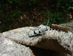 Beetles face extinction due to loss of old trees