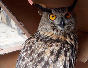 Owl put up for sale on internet seized by forestry directorate
